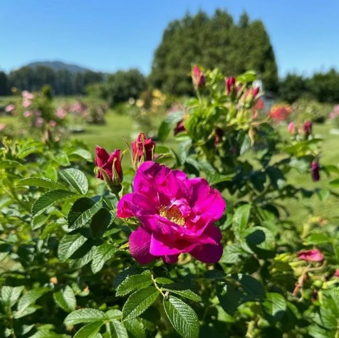 Фокси Ругоза