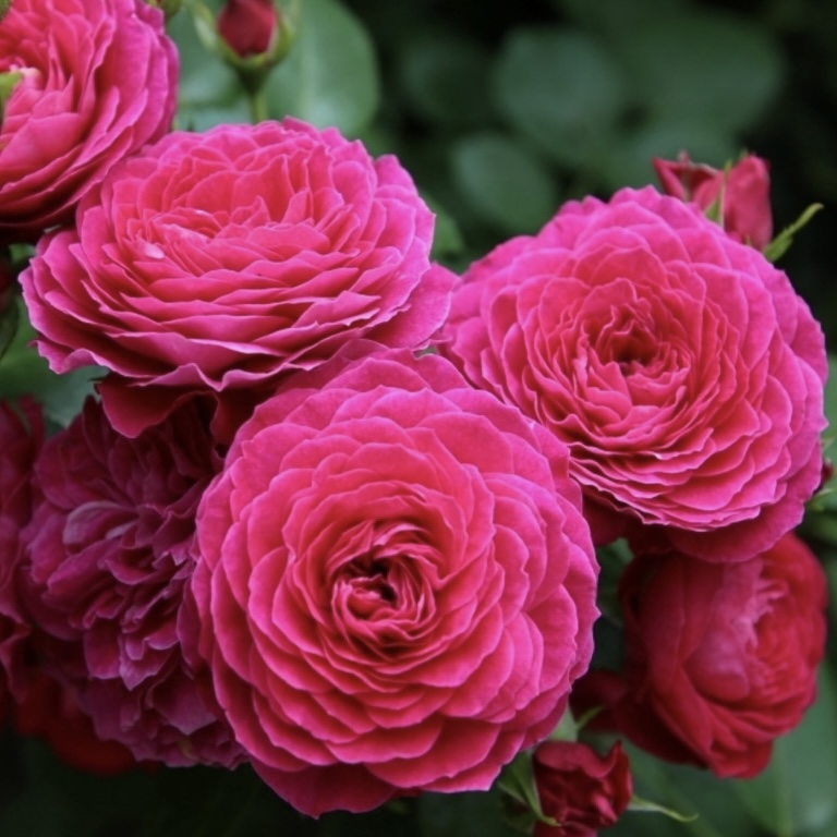 Домэн дэ Сэн Жан де Борегар