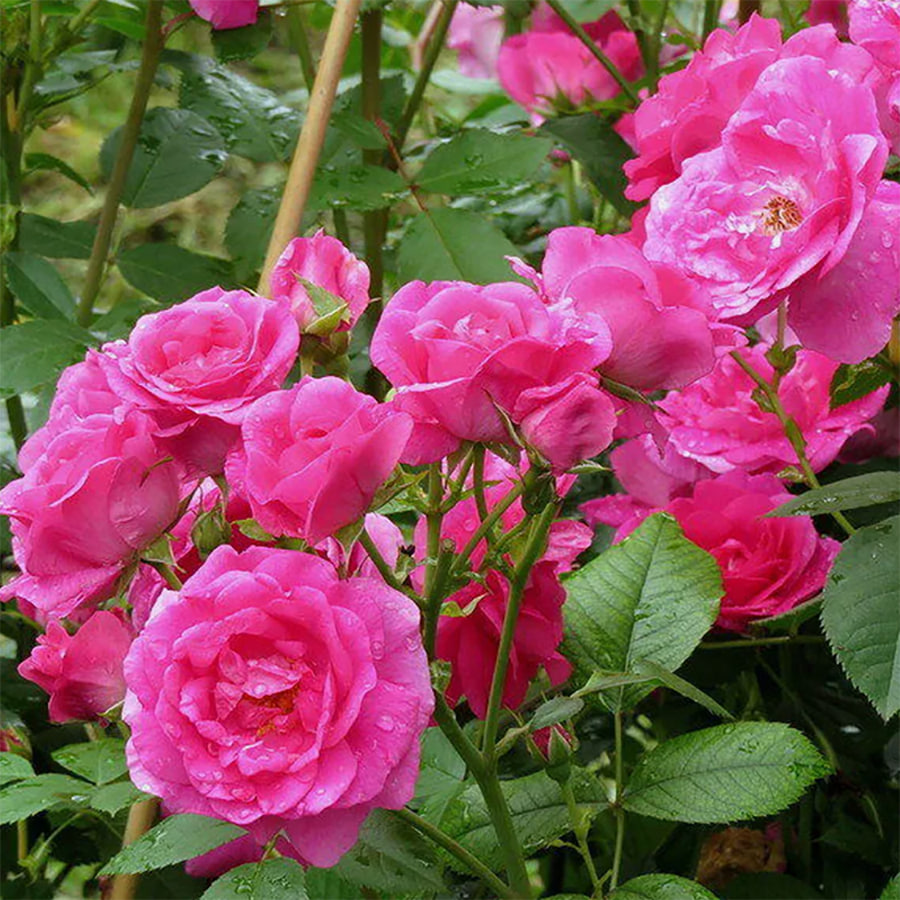 Морден Сентенниал