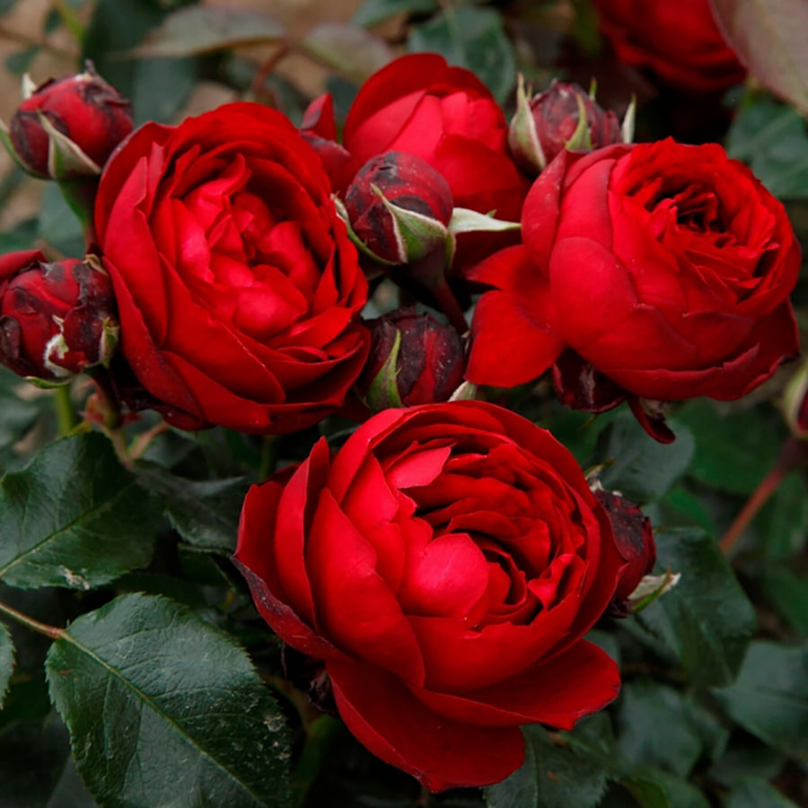 Оленшпигель