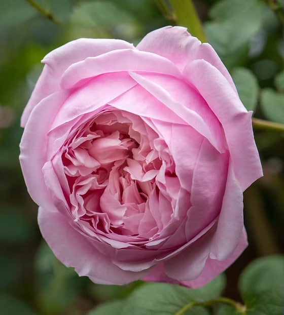 Спирит оф Фридом