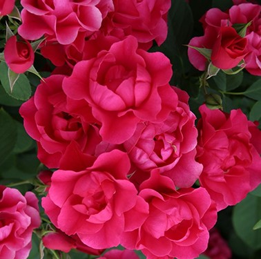 Пинк Форест Роуз