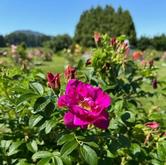 Фокси Ругоза 