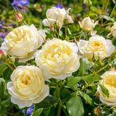 Ванесса Белл 