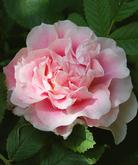 Мартін Фробішер 