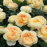 Карамель Антік