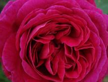 Иван Мичурин 