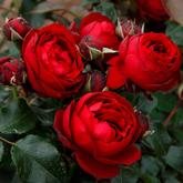 Оленшпигель 