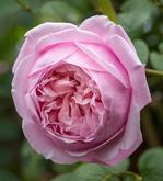 Спіріт оф Фрідом 