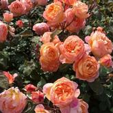 Леди Мармелад 