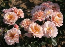 Сентид Виспер 