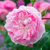 Сайлас Марнер 