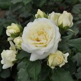 Ленка Фрайла 