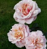 Марлен Шарель 