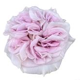 Мистик Моментс 