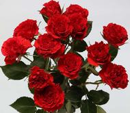 Белла Лінда Брик